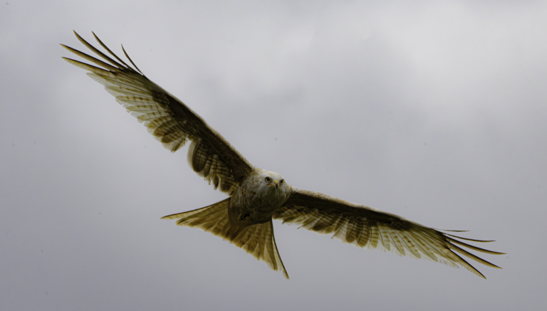 Birds - Murmurations